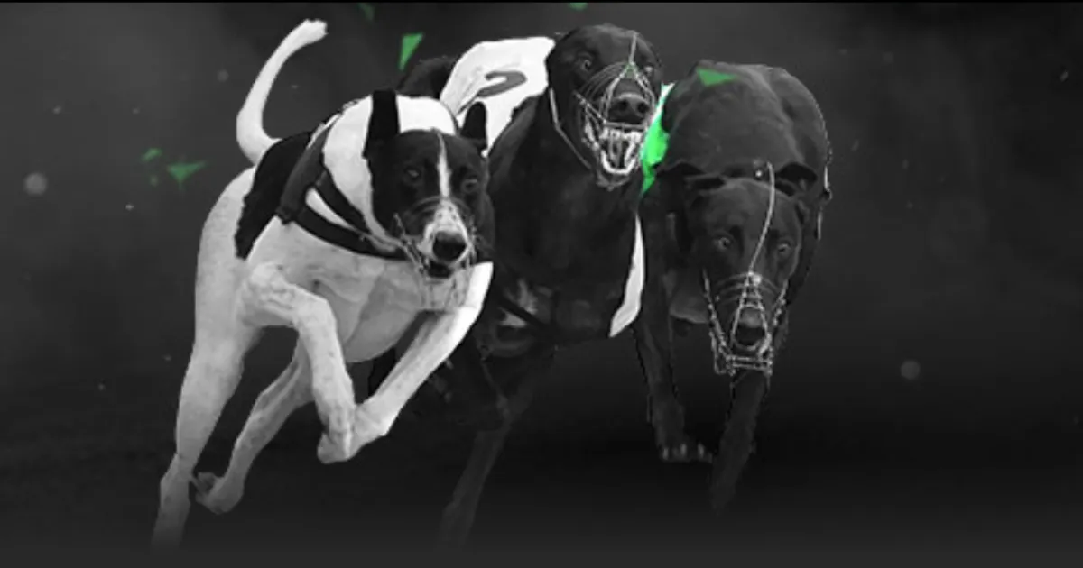 年中国篮球,公开赛石家,庄站北辰时,火狐体育,火狐体育app,火狐体育官网,火狐体育下载,火狐体育入口