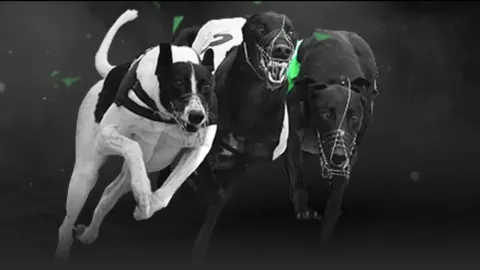 2025年中国篮球公开赛石家庄站北辰时代体育队荣获冠军